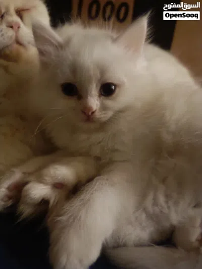 3 white beautiful kittens needing a new home 3