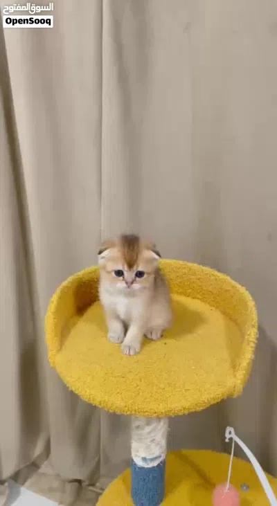 الوصف مهم جدا Scottish Fold Triple Fold Golden Longhair 4
