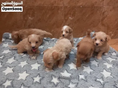maltipoo is a mix breed which is Maltese and poodle. 2