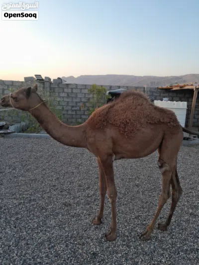 للبيع بكره باطنيه اصل 4