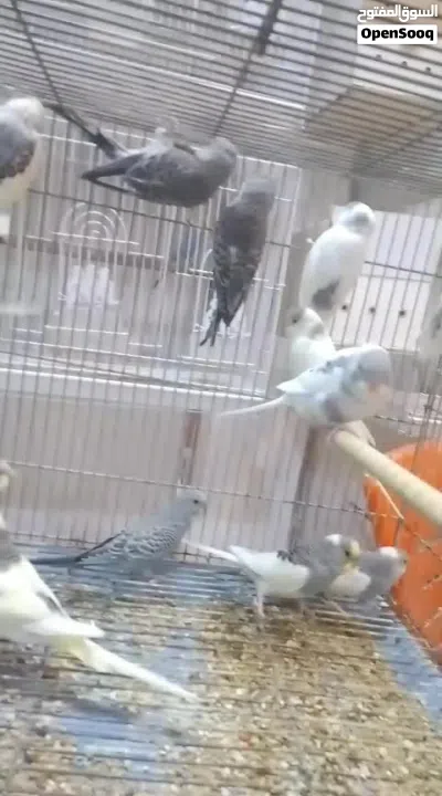 متاح طيور حب شكري برصاص وتركيب شكري 4