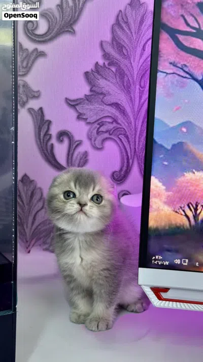 قطط كتن سكوتش فولد + ستريت 3