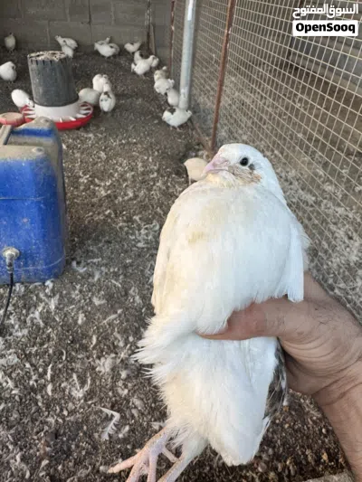 سمان تكساس 2