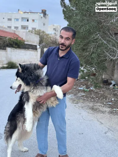 هاسكي مالموت للبيع او البدل على طيور 4