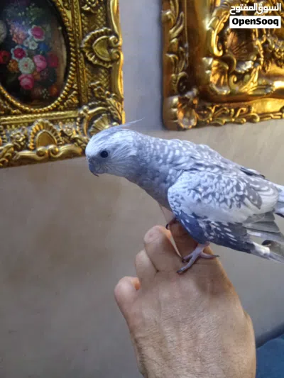 ببغاء ( عصفور ) كوكتيل ( انثى ) اليفة جداااااااا ... 20 دينار 4