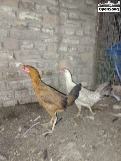 متاح دجاجات 2 وديج شمسي خط اول 4