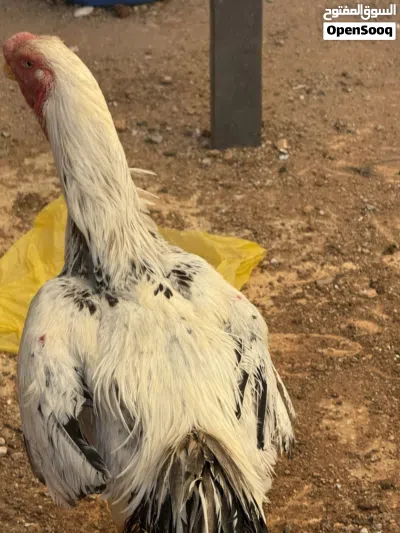 اربع دجاجات وديك فارسي 3