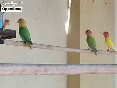 روز ساس قوي 4