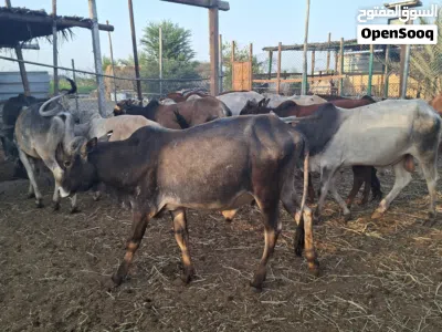 ثيران خارجيات احجام طيبه الحمدلله الراس 270 نهايه التواصل واتساب او اتصال فقط 4
