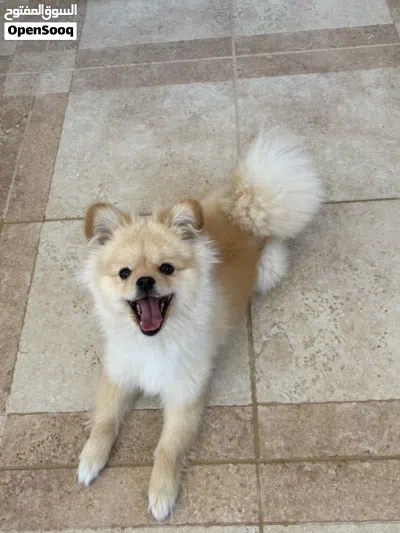 pomeranian puppy 4