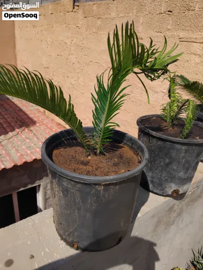 شتله نخيل ملاكي 2