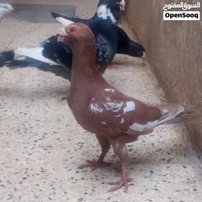متاح طيور حمام 2