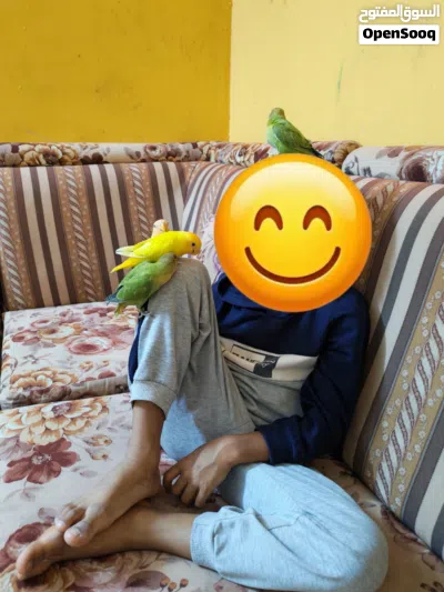فروخ اليفات روز 3