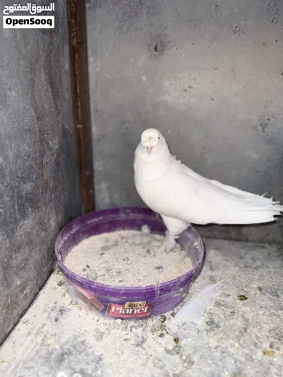 جوز مكاويات 4