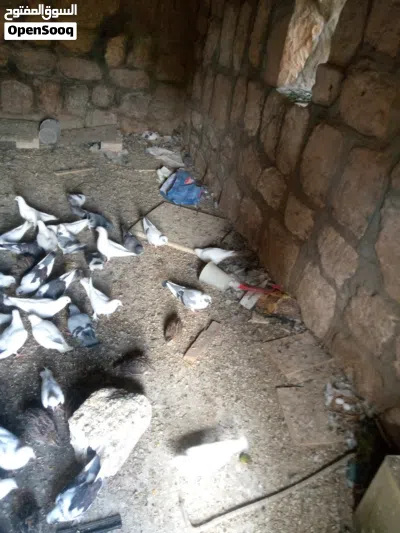 حمام بنديق 4