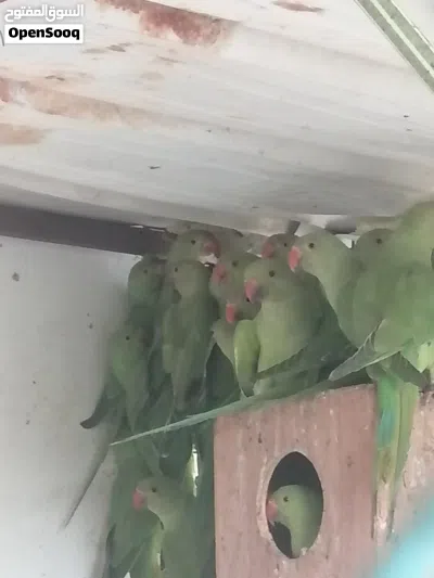 بغبغا الدره 2