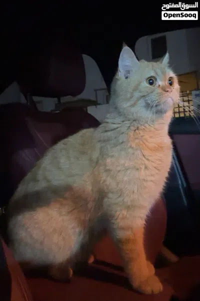 Healthy Female cat for breeding 2