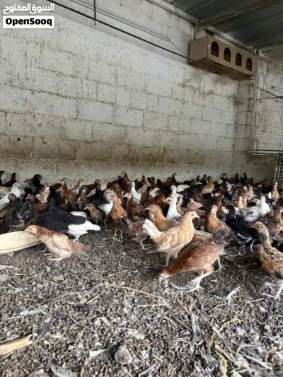 للبيع دجاج عماني محلي ويوجد سمان 3 بريال 4
