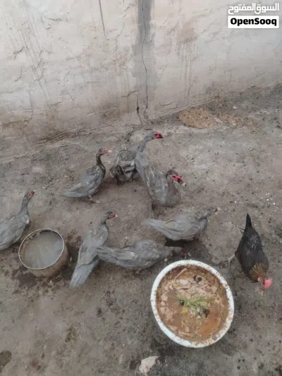 بش مصري رصاصي 3