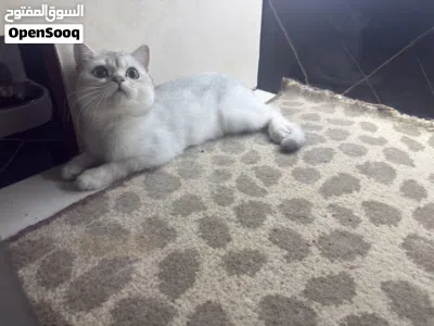 انثى سكوتش سلفر 4