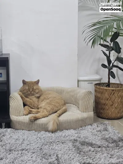 Pet Sofa Bed - 58 cm 3