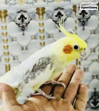 كوكتيلات مال بيت شوف لوصف 3