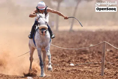 حصان عربي اصيل بطل سباقات سرعة 4