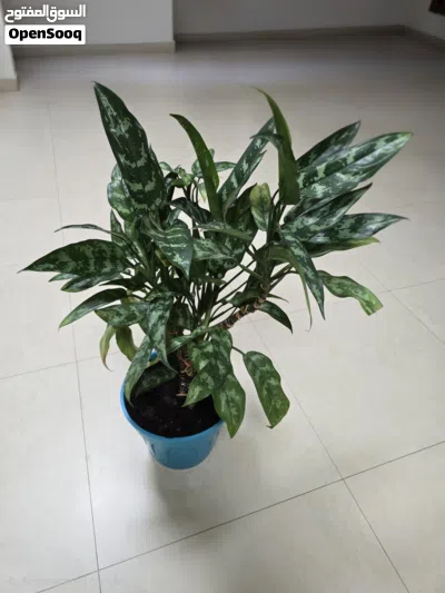 undefined 2