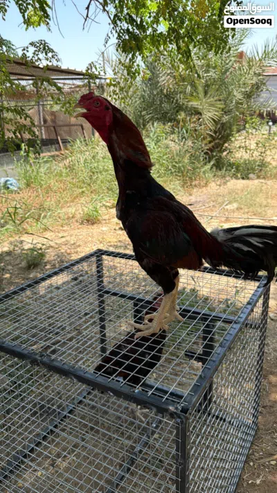 طير للبيع تابع الوصف 3