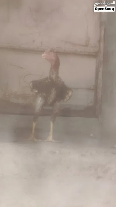 ديج مخلف هراتي عمره 7 اشهر ونص توه يعوعي الطير بتخريجته انطك بجنحه اتاذه الطير للبيع لو مراوس بعرب 4