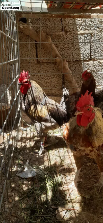 6ديوك بصحه جيده 3