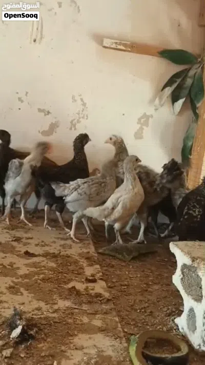صيصان بلدي للبيع 3