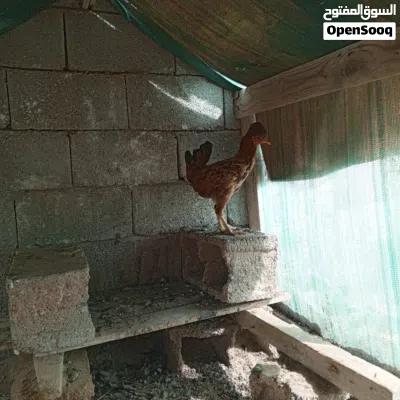دجاجة ريد،10 2