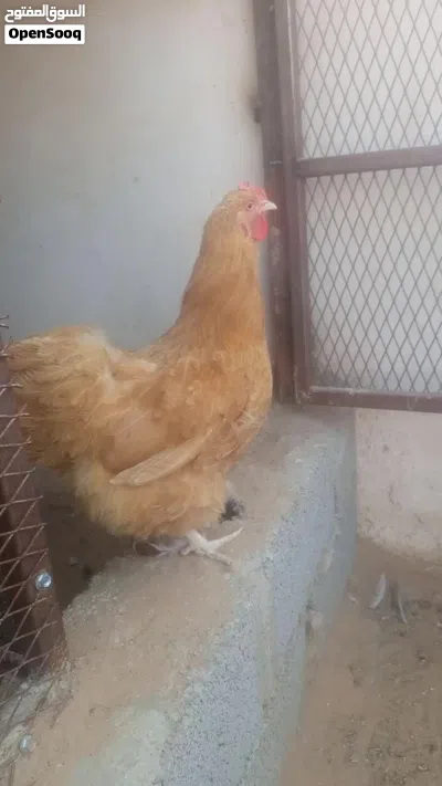 دجاجة كلاي مريندا 2
