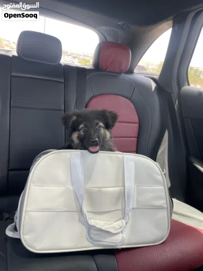 Purebred German Shepherd (Black and Tan), Working Line 4