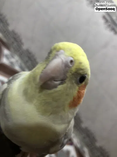 طيرر كوكتيل للبيع فحل اليف طينه 3