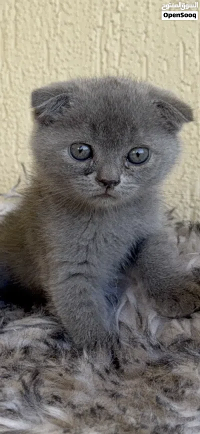 قطه صغيره سكوتش فولد kitten scotch fold 3