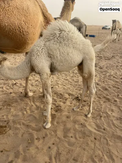 للبيع قعدان محليه فاخره شي يجمل 3