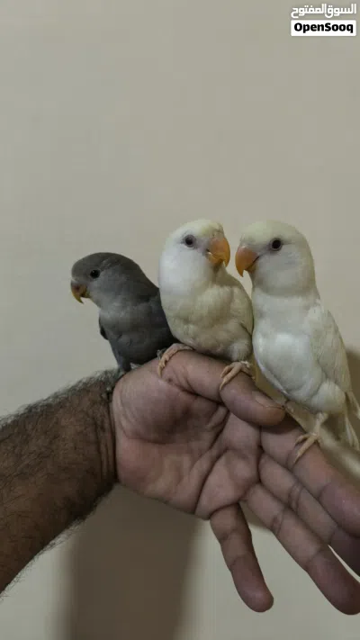 3 ببغاء روز اليف تناديه يجيك طيران عمر شهرين التفاصيل في الوصف و الصور توضح شكل الطيور و الوانهم 2