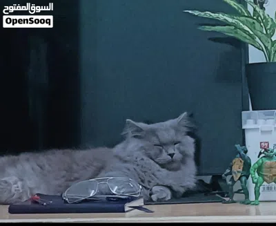 قط امورة طيبة هادي 2