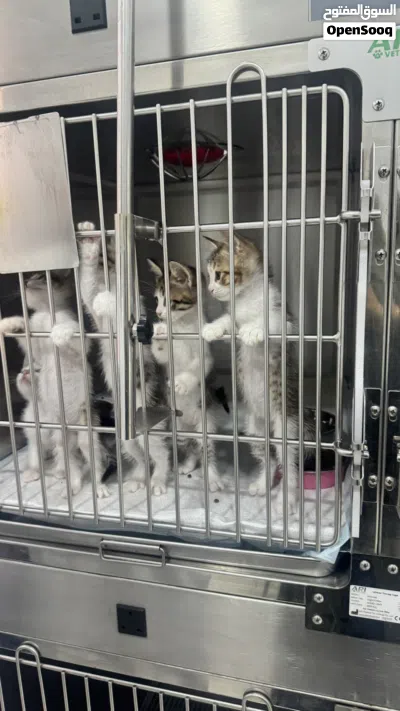 Kittens for adoption 3