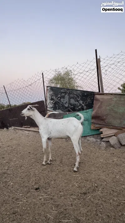 جدي صومالي مطعوم طعام الدار 2