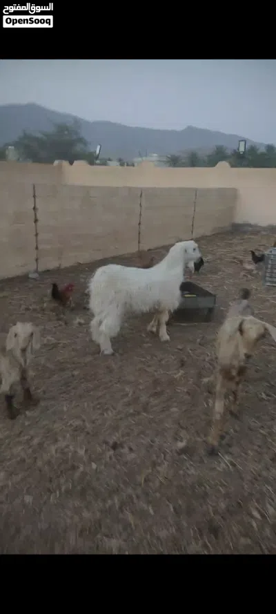 للبيع تيس من حلال الجواميد جلح هديد 2