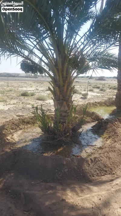 شراء النخيل والفسائل والنارجيل والواشنطونيا 3