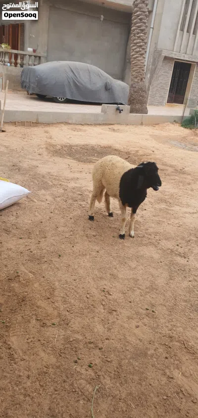 السلام عليكم خروف ماشاء الله عز ماتربط متاح طرابلس زناته 3