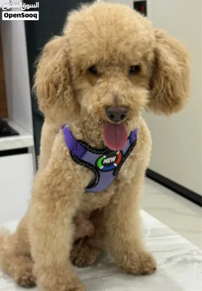 Premium Toy Poodle for Sale 2