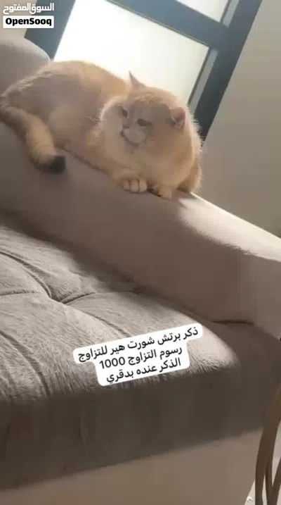 ذكر برتش شورت هير Ny12 للتزاوج British Shorthair male Ny12 for mating 2