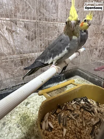 جوز مسوق الكوكتيل حبشي مبدي تدحاي 4
