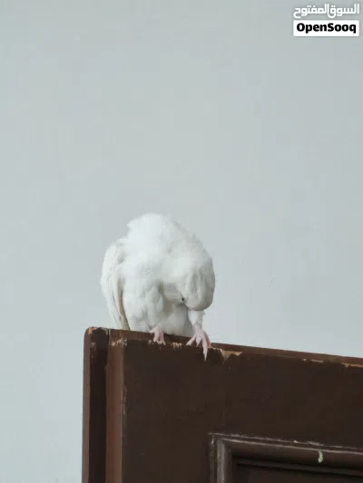 ذكر كوكتيل البينو اليف حجم سوبر جامبو 4