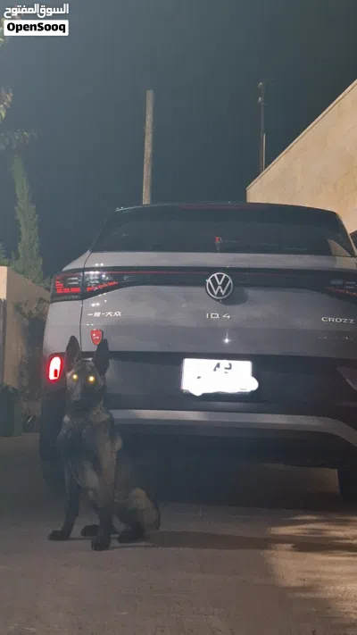 كلبة انثى مالينوا دم حامي بيور العمر 4 شهور معها دفتر جميع المطاعيم الاهالي مستوردين مستوى عالي 2